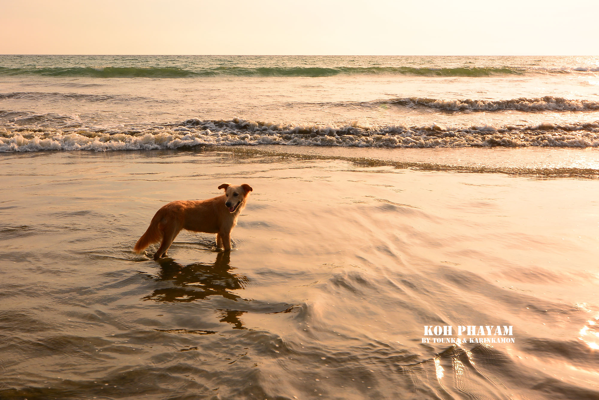 Island Doggies